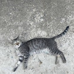Image 8