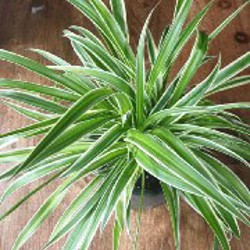 Санса - фото 2