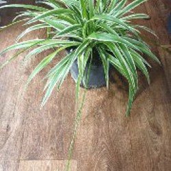 Санса - фото 1