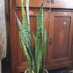 Санса - фото 3