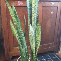 Санса - фото 4