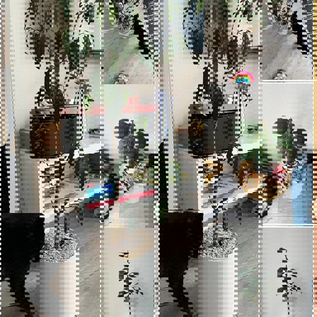 Кумкват в керамическом горшке