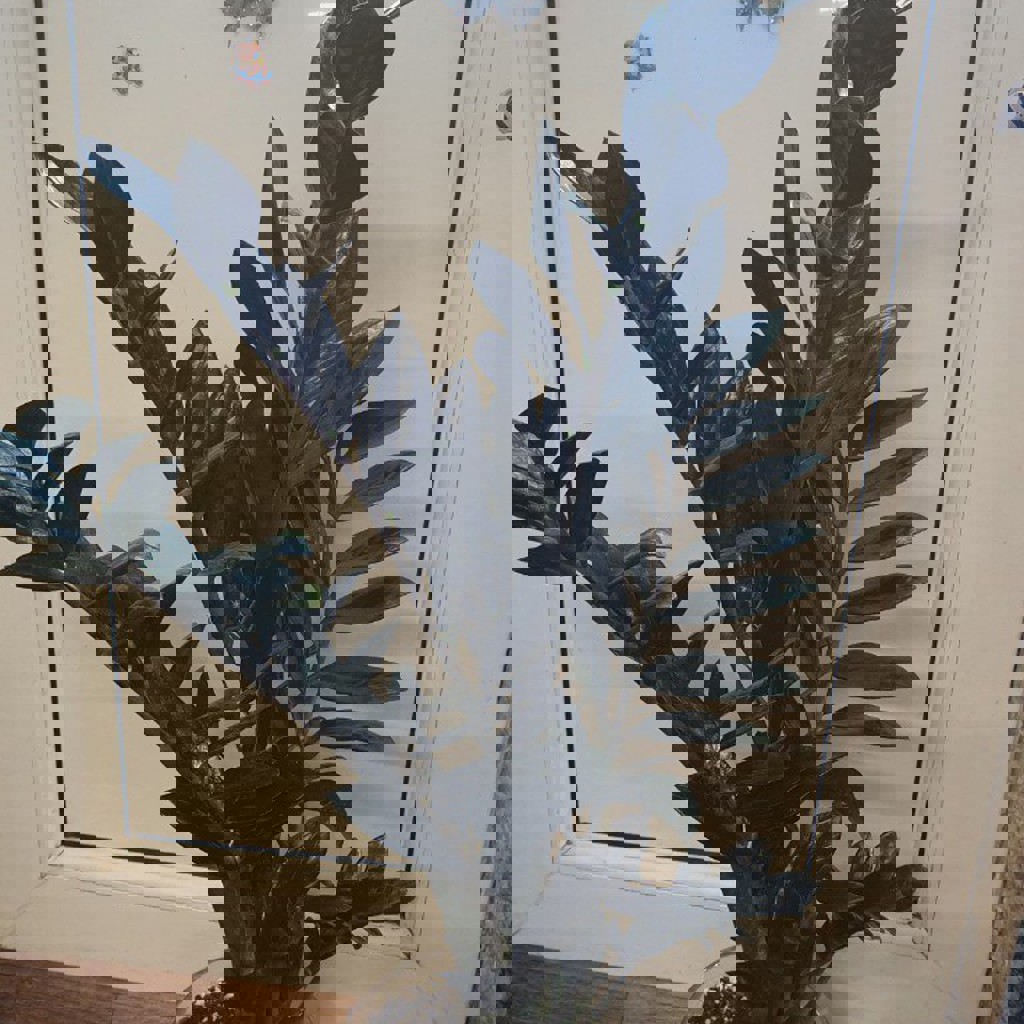 Диффенбахия