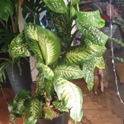 Диффенбахия - фото 3