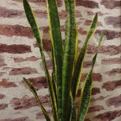 Диффенбахия - фото 4