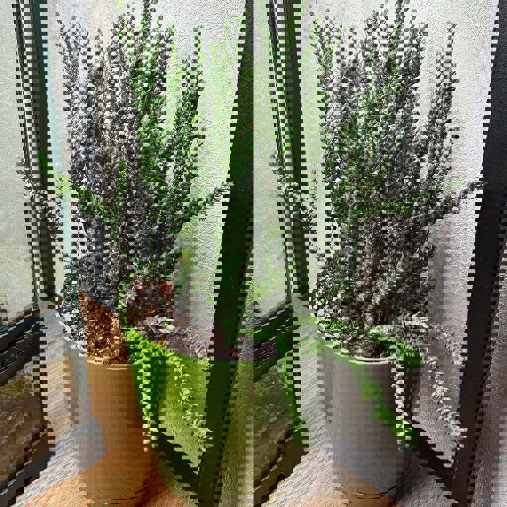 Суккуленты