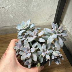 Суккуленты - фото 2