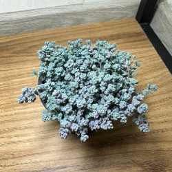 Суккуленты - фото 3