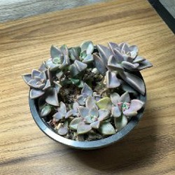 Суккуленты - фото 4