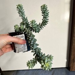 Суккуленты - фото 6