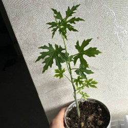 Суккуленты - фото 7