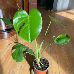 Монстера 1,5 метра - фото 7
