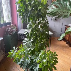 Монстера 1,5 метра - фото 9