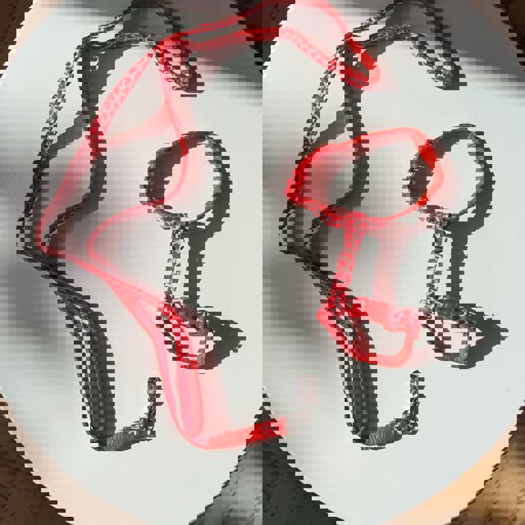 Шлейка для котенка