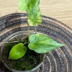 Алоказия Мело - фото 2