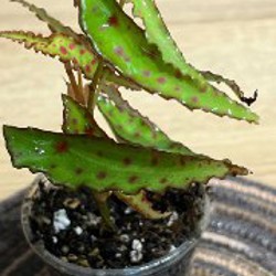 Алоказия Мело - фото 3