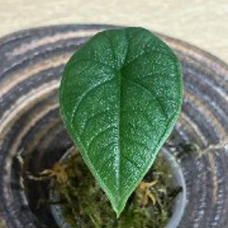 Алоказия Мело - фото 4