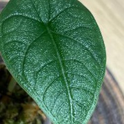 Алоказия Мело - фото 6