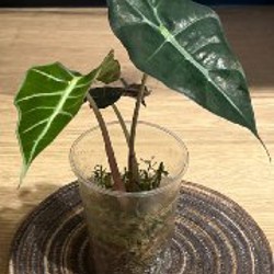 Алоказия Мело - фото 5