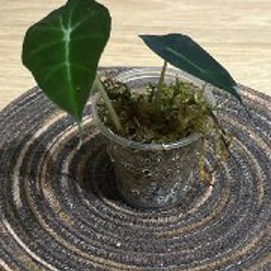 Алоказия Мело - фото 8