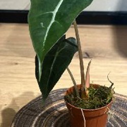 Алоказия Мело - фото 7