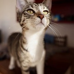 Чухлома - фото 4