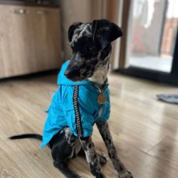 Рулетка xs - фото 1