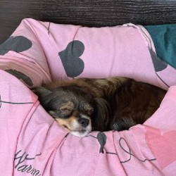 Лежанка для собак Noble Pet Leon - фото 3