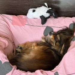 Лежанка для собак Noble Pet Leon - фото 5