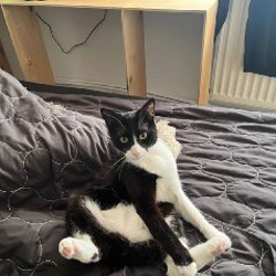 Кот Чабо - фото 2