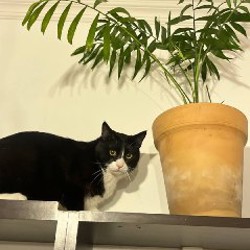 Кот Чабо - фото 3