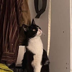 Кот Чабо - фото 4