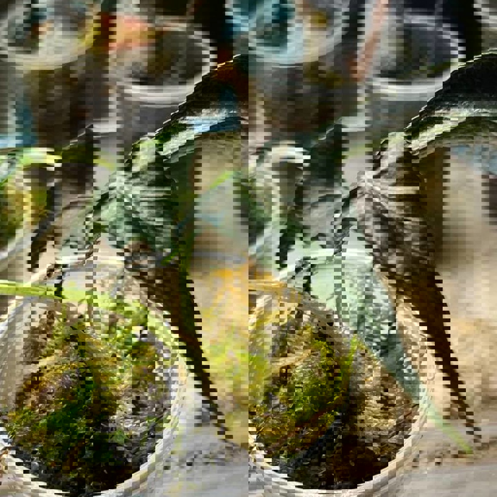 Алоказия Локо