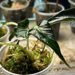 Алоказия Локо - фото 1