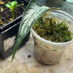 Алоказия Локо - фото 2