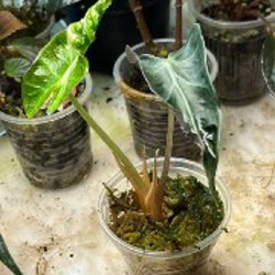 Алоказия Локо - фото 3