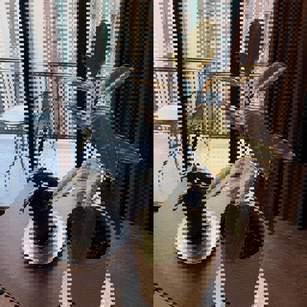 Фикус Эластика