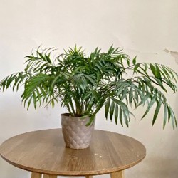 Высокие густые комнатные растения - фото 1