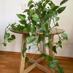 Высокие густые комнатные растения - фото 2