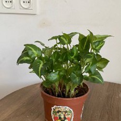 Высокие густые комнатные растения - фото 3