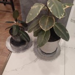 Цветы - фото 1