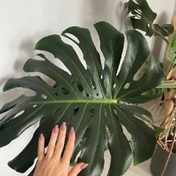 Алоказия - фото 1