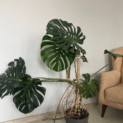 Алоказия - фото 2