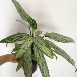 Алоказия - фото 3