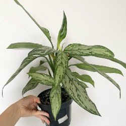 Алоказия - фото 4