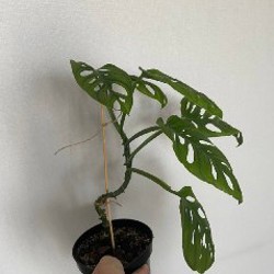 Алоказия - фото 5