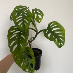 Алоказия - фото 6