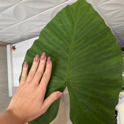 Алоказия - фото 7