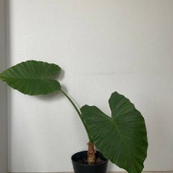 Алоказия - фото 8