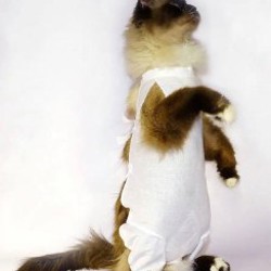 Послеоперационная попона для кошек - фото 3